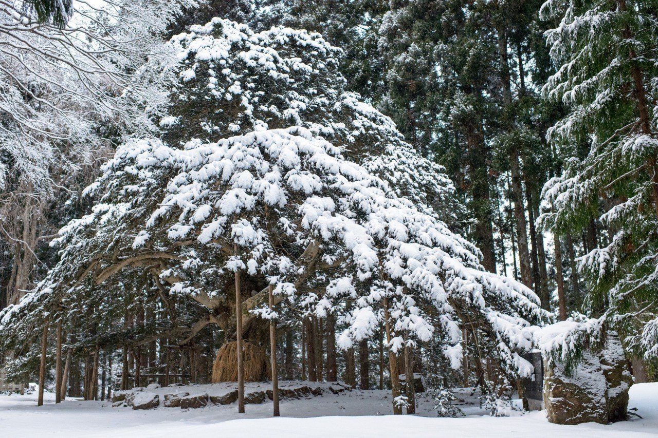 ⛩️ 참산 신사(신잔진자) 이미지 8